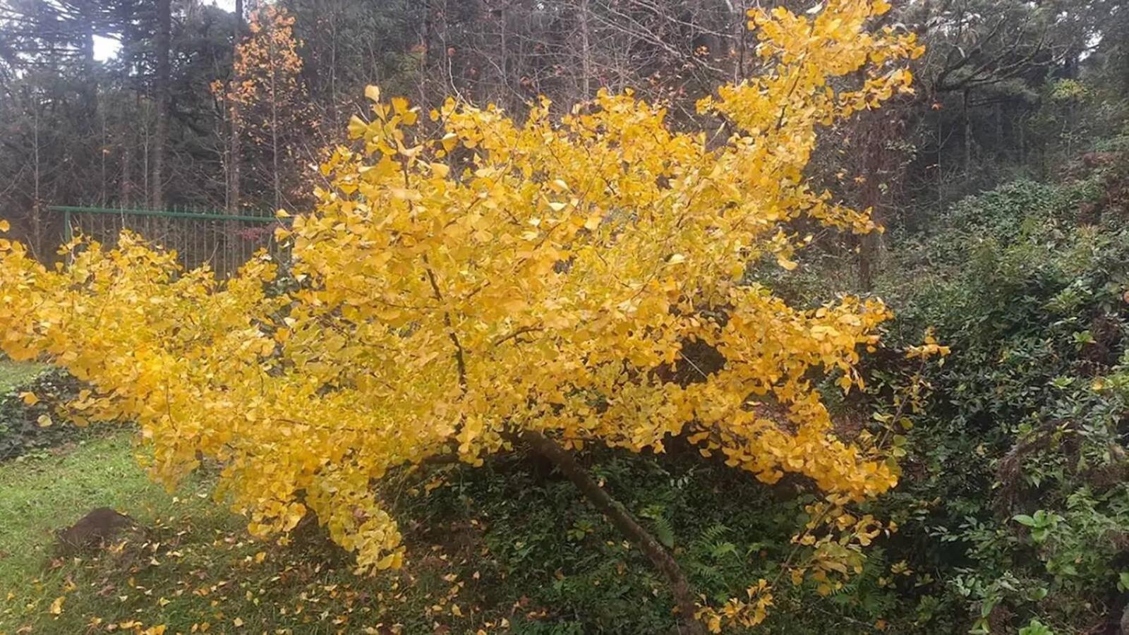 Casarao Da Cascata Βίλα Γκραμάντο Εξωτερικό φωτογραφία